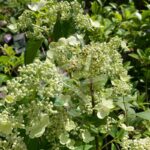 Hydrangea paniculata 'Dharuma'
