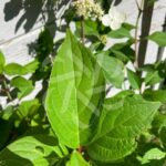Hydrangea paniculata 'Dharuma'