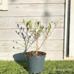 Hydrangea paniculata 'Phantom'