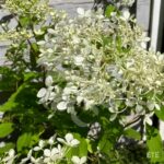 Hydrangea paniculata 'Phantom'