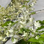 Hydrangea paniculata 'Phantom'