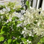 Hydrangea paniculata 'Phantom'