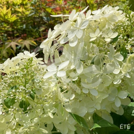 Hydrangea paniculata 'Phantom'