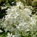 Hydrangea paniculata 'Phantom'