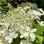 Hydrangea paniculata 'Phantom'