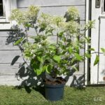 Hydrangea paniculata 'Phantom'