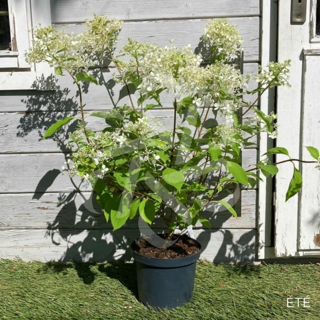 Hydrangea paniculata 'Phantom'