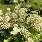 Hydrangea paniculata 'Dharuma'