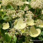Hydrangea paniculata 'Dharuma'