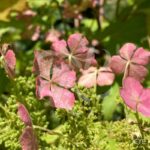 Hydrangea quercifolia 'Ice Crystal' – Hortensia à feuilles de chêne