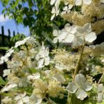 Hydrangea quercifolia 'Ice Crystal' – Hortensia à feuilles de chêne