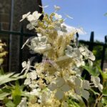 Hydrangea quercifolia 'Ice Crystal' – Hortensia à feuilles de chêne