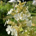Hydrangea quercifolia 'Ice Crystal' – Hortensia à feuilles de chêne