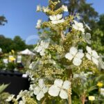 Hydrangea quercifolia 'Ice Crystal' – Hortensia à feuilles de chêne