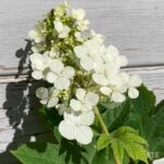 Hydrangea quercifolia 'Queen of Hearts' – Hortensia à feuilles de chêne