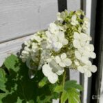 Hydrangea quercifolia 'Queen of Hearts' – Hortensia à feuilles de chêne