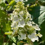 Hydrangea quercifolia 'Queen of Hearts' – Hortensia à feuilles de chêne