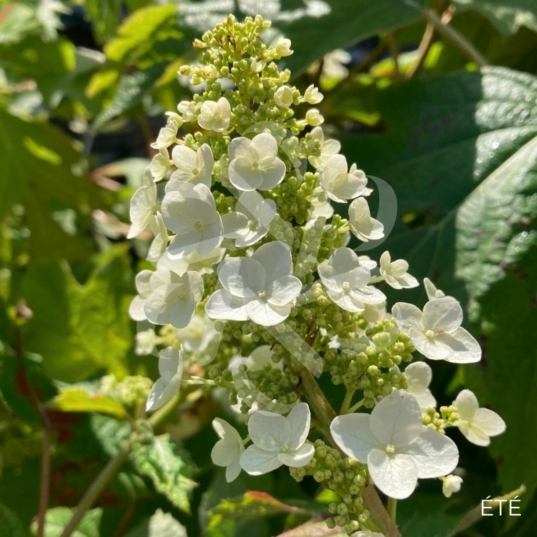 Hydrangea quercifolia 'Queen of Hearts' – Hortensia à feuilles de chêne
