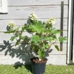 Hydrangea quercifolia 'Queen of Hearts' – Hortensia à feuilles de chêne
