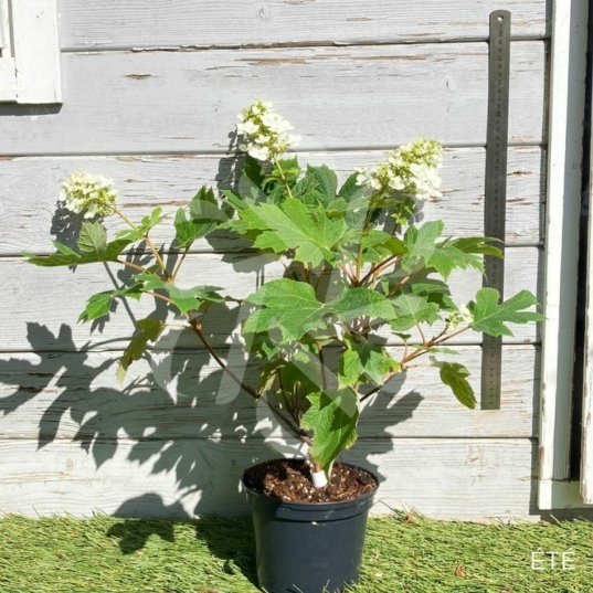 Hydrangea quercifolia 'Queen of Hearts' – Hortensia à feuilles de chêne