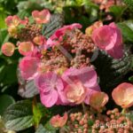 Hydrangea serrata 'Daredevil'