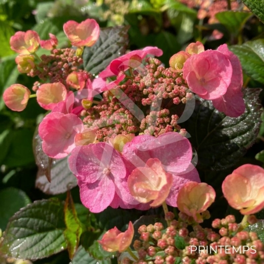 Hydrangea serrata 'Daredevil'