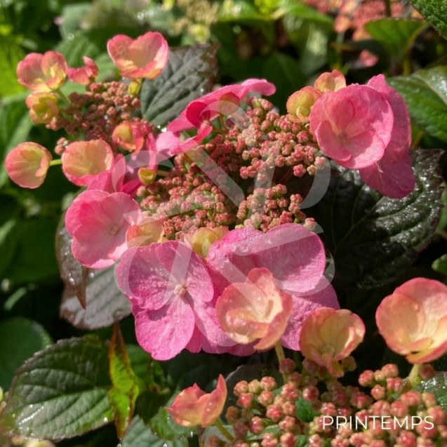 Hydrangea serrata 'Daredevil'