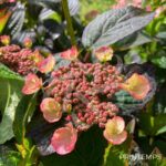 Hydrangea serrata 'Daredevil'