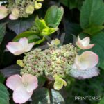 Hydrangea serrata 'Daredevil'