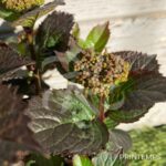 Hydrangea serrata 'Daredevil'