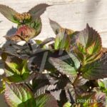 Hydrangea serrata 'Daredevil'