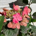Hydrangea serrata 'Daredevil'