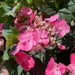 Hydrangea serrata 'Daredevil'
