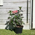 Hydrangea serrata 'Daredevil'