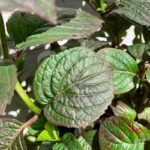 Hydrangea serrata 'Daredevil'