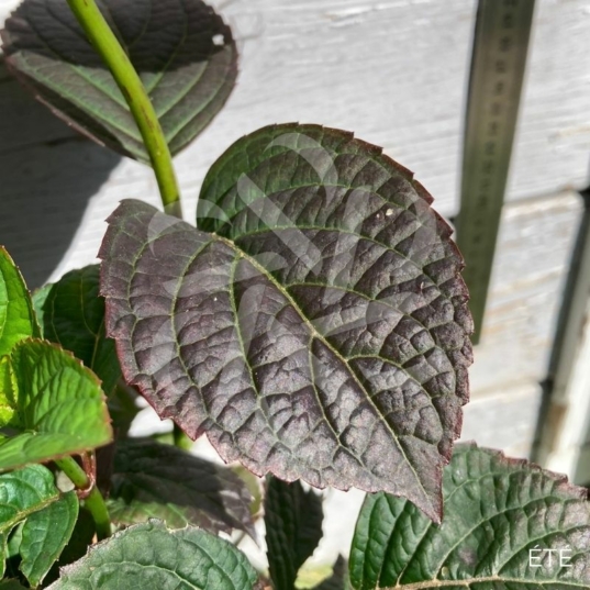 Hydrangea serrata 'Daredevil'