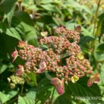 Hydrangea serrata 'Koreana'