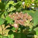 Hydrangea serrata 'Koreana'