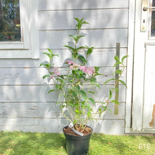 Hydrangea serrata 'Koreana'