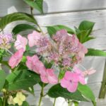 Hydrangea serrata 'Koreana'