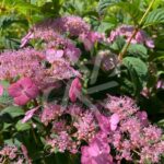 Hydrangea serrata 'Koreana'