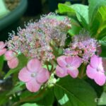 Hydrangea serrata 'Koreana'