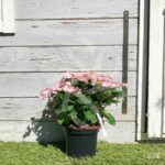 Hydrangea serrata 'Magic Pillow'
