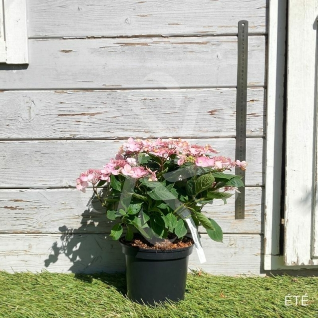 Hydrangea serrata 'Magic Pillow'