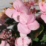 Hydrangea serrata 'Magic Pillow'