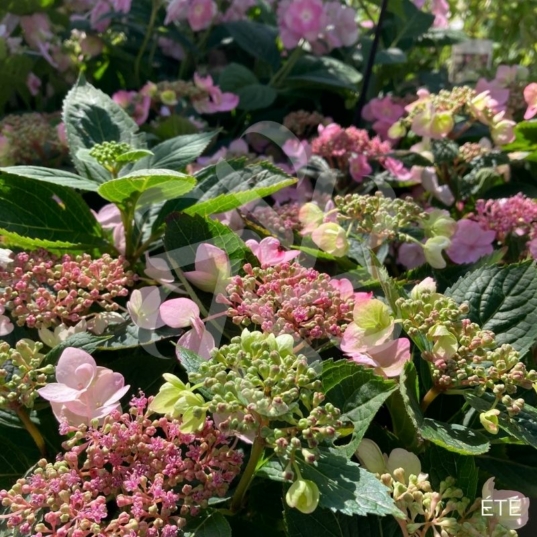 Hydrangea serrata 'Magic Pillow'