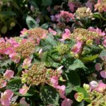 Hydrangea serrata 'Magic Pillow'