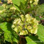 Hydrangea serrata 'Preziosa'