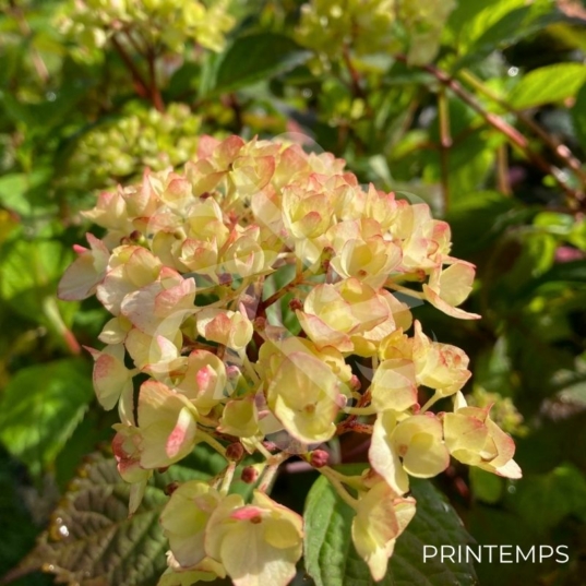 Hydrangea serrata 'Preziosa'