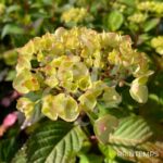 Hydrangea serrata 'Preziosa'